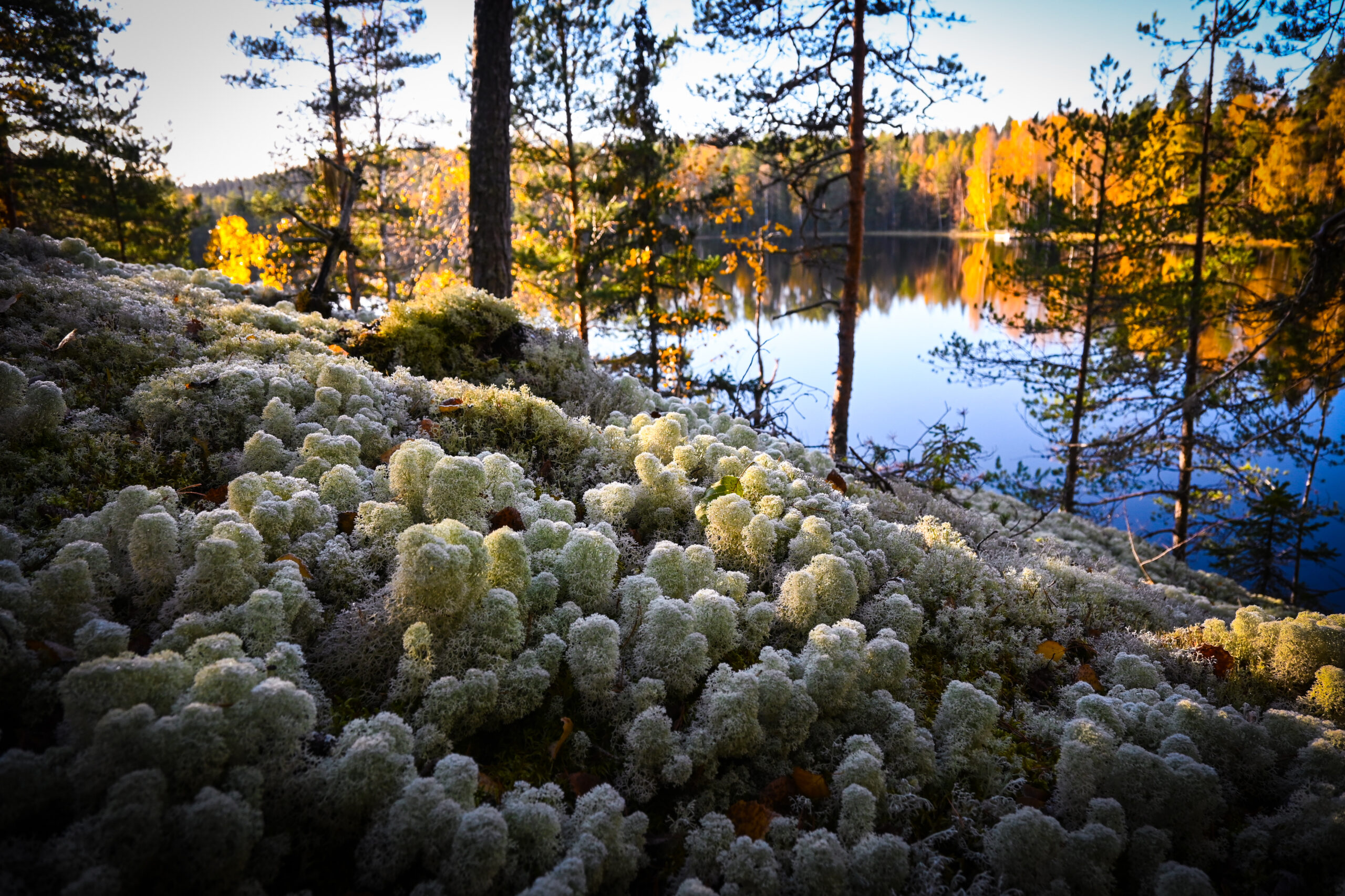 Lähikuvan lumoa- miniopas - Image 4