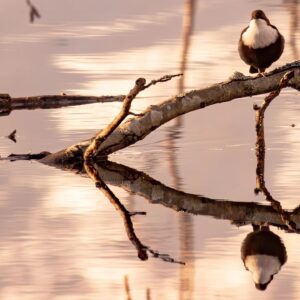 Luontokuvaus Img 20240311 181816 6233927365938474508996 300x300