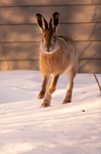 Luontokuvaus Z50 8080 Enhanced Nr2179814139340012063 198x300