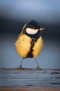 Luontokuvaus DSC 0021 200x300