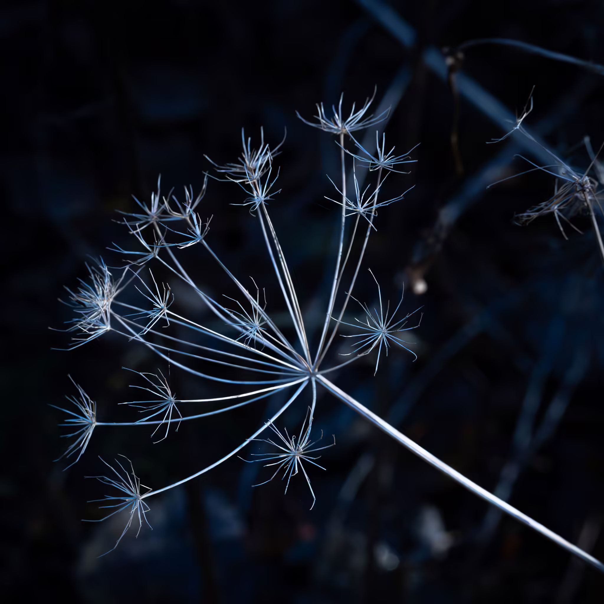 Lähikuvan lumoa- miniopas - Image 2