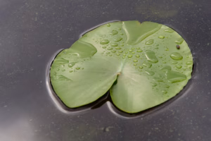 Lähikuvan lumoa- miniopas